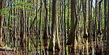 Mississippi Swamp_47122-3